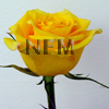 yellow assorted roses